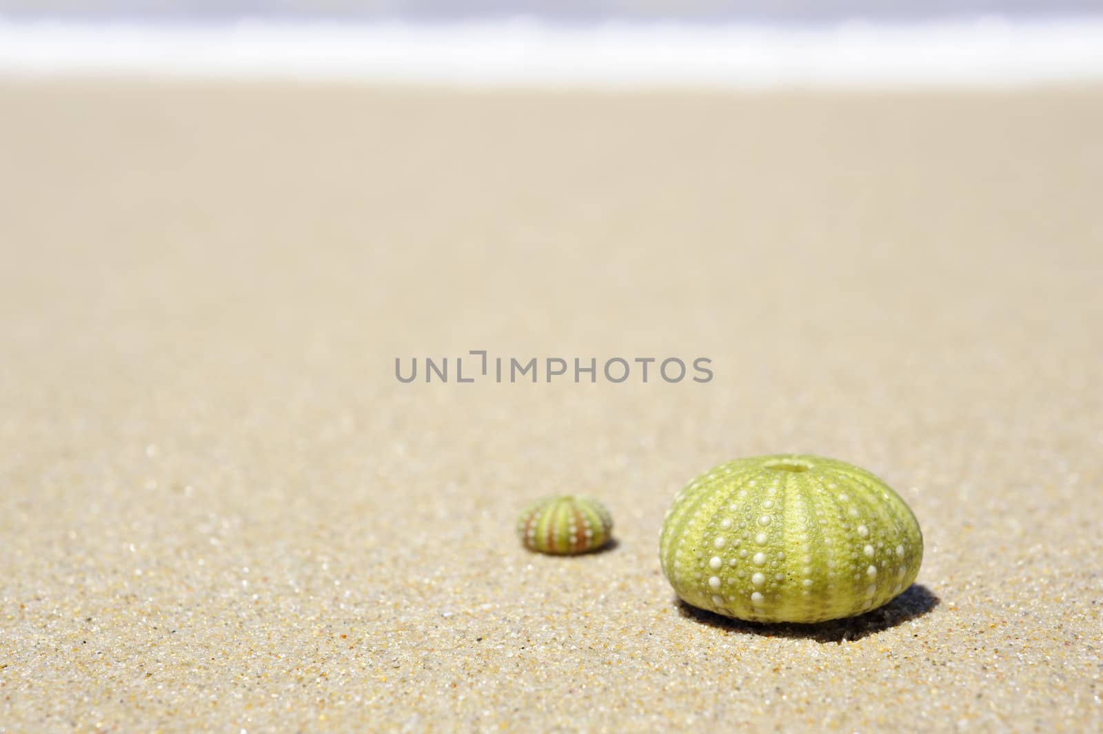 Beach scene with two dead sea urchin shells on a sunny day