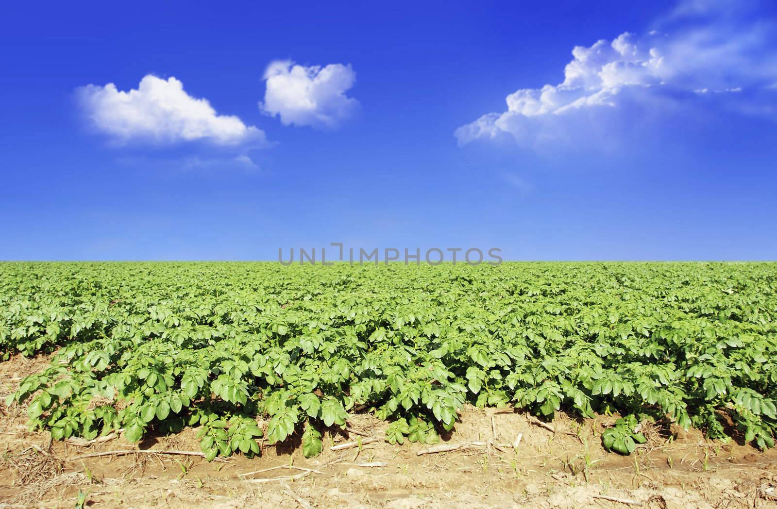 Potato field against blue sky and clouds in sunlight