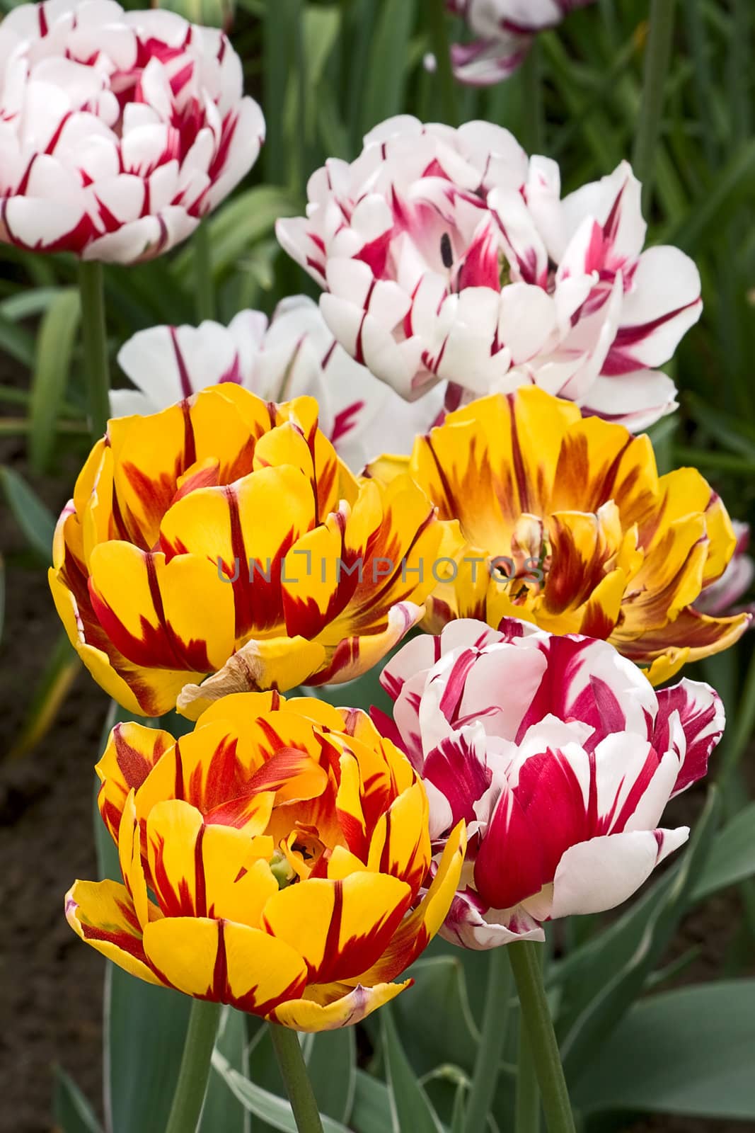 Set of tulips of different forms of flowers and colors . Image with shallow depth of field.
