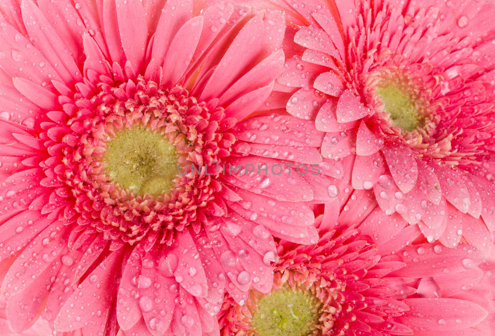 background from wet pink gerberas by Alekcey