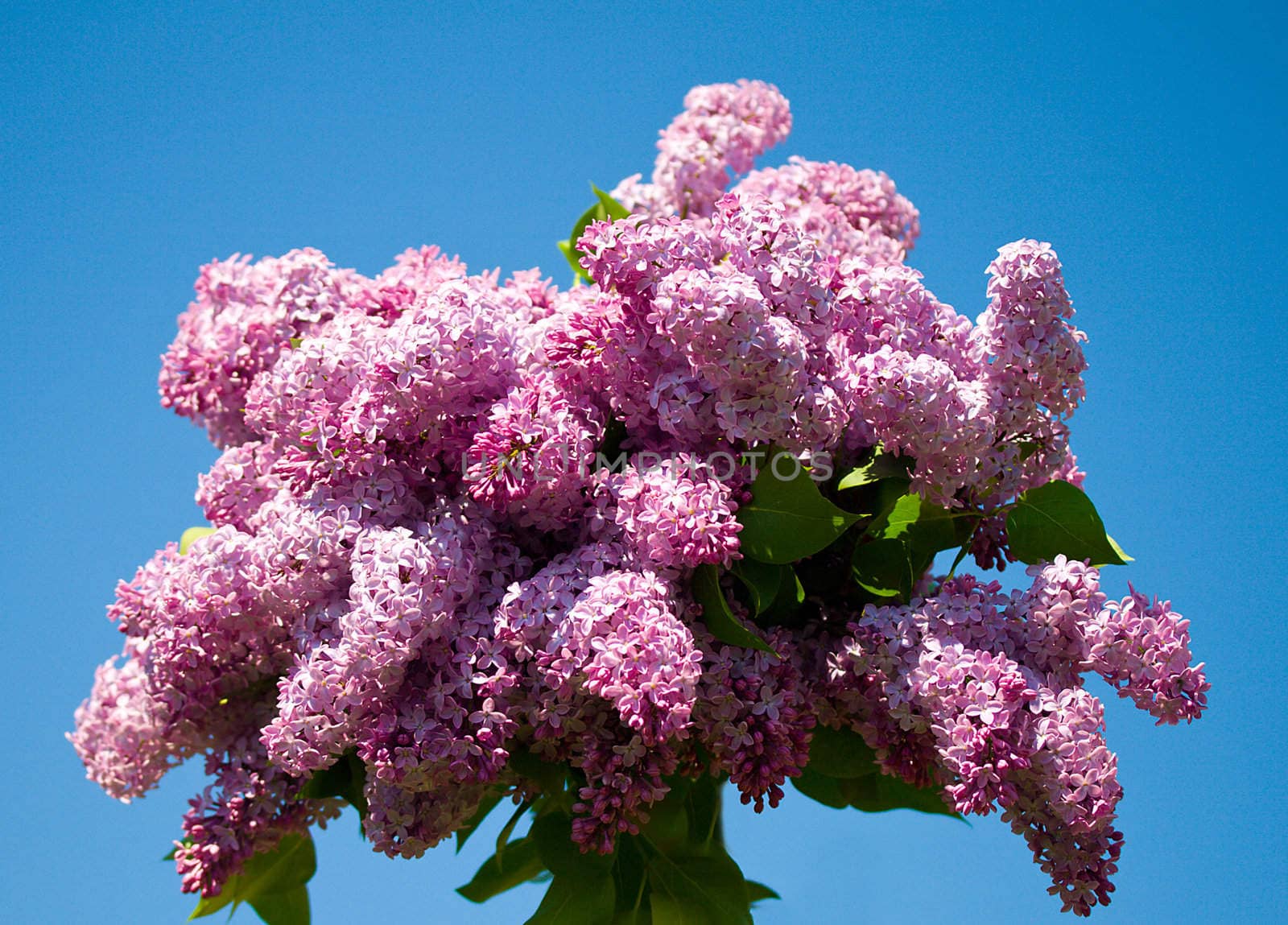 bouquet from lilac against blue sky