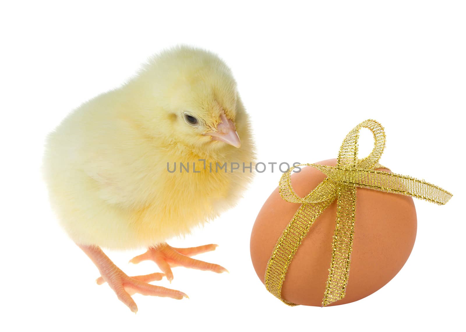 close-up small chick and decorated egg, isolated on white