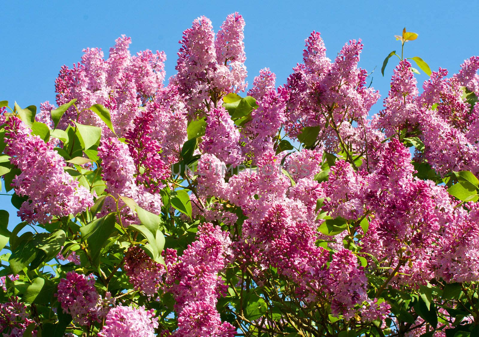 bush of lilac by Alekcey