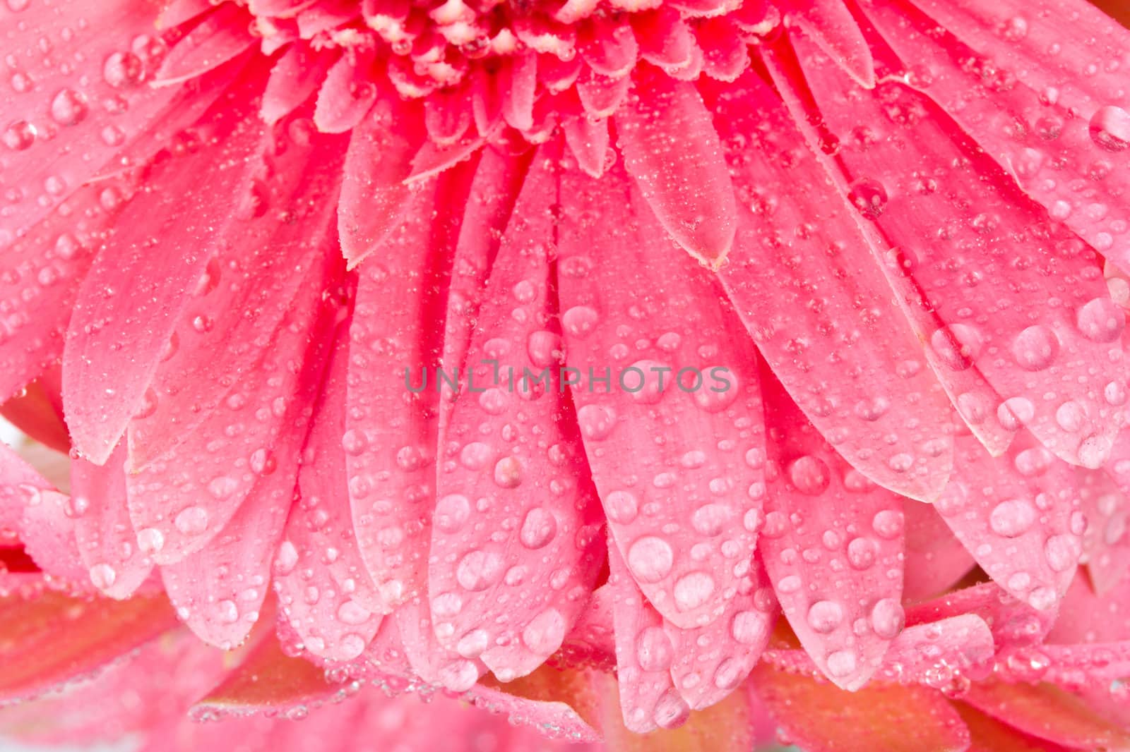 close-up wet petals of gerbera by Alekcey