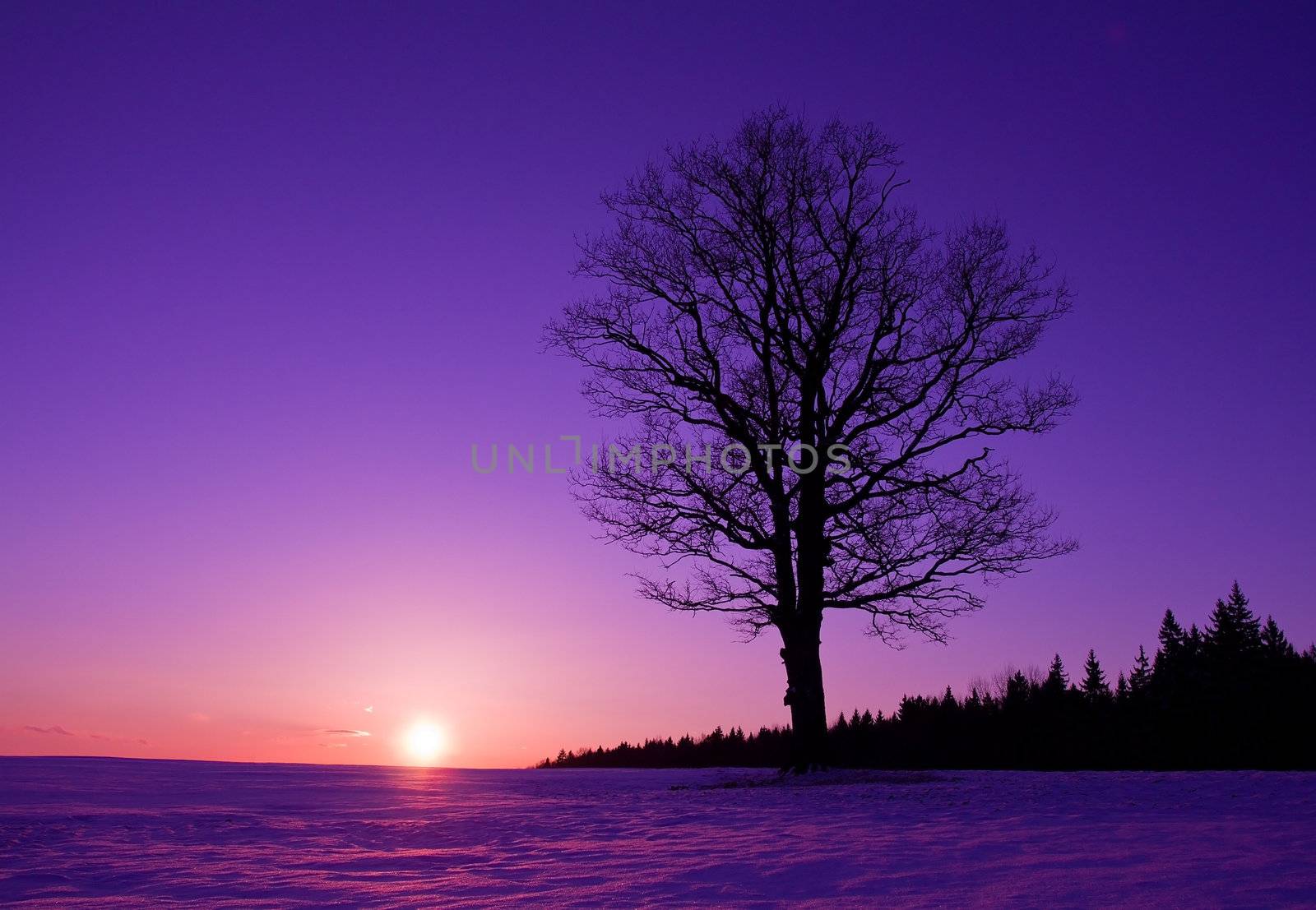 lonely tree at sunset by Alekcey