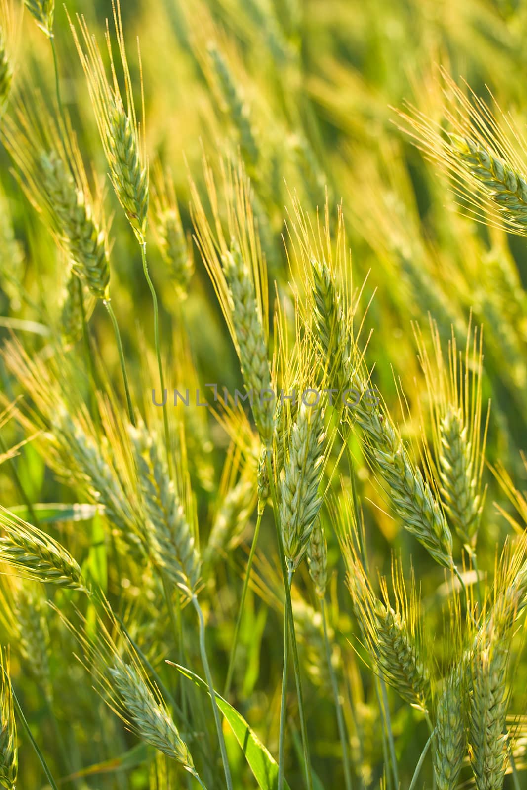 close-up ears of rye in field, selective focus