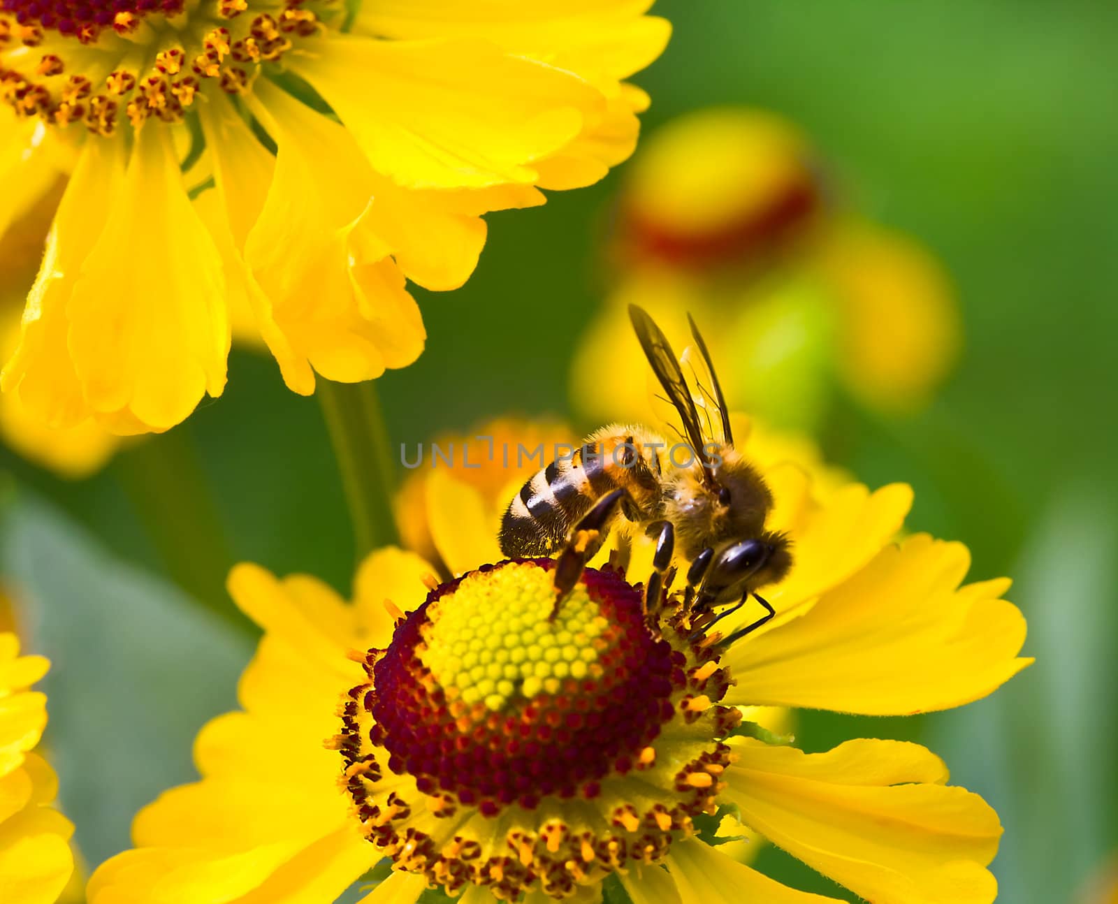 little bee on yellow flower by Alekcey