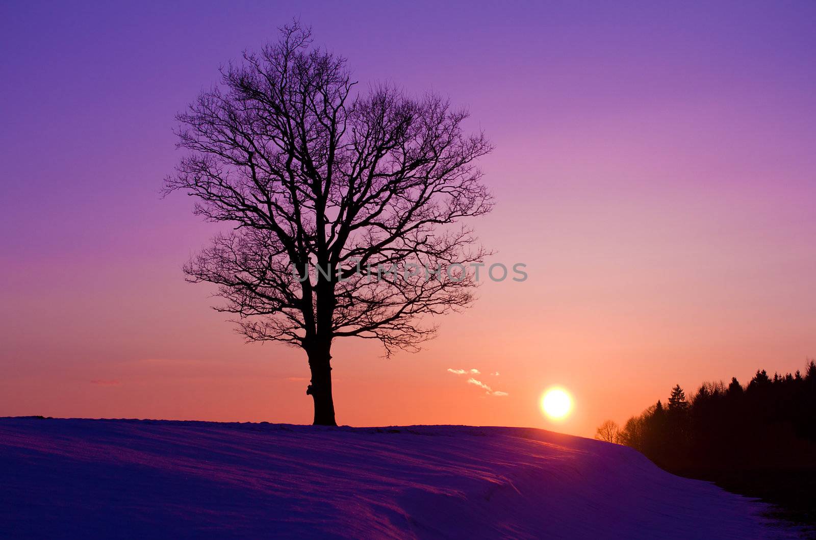 lonely tree at sunset by Alekcey