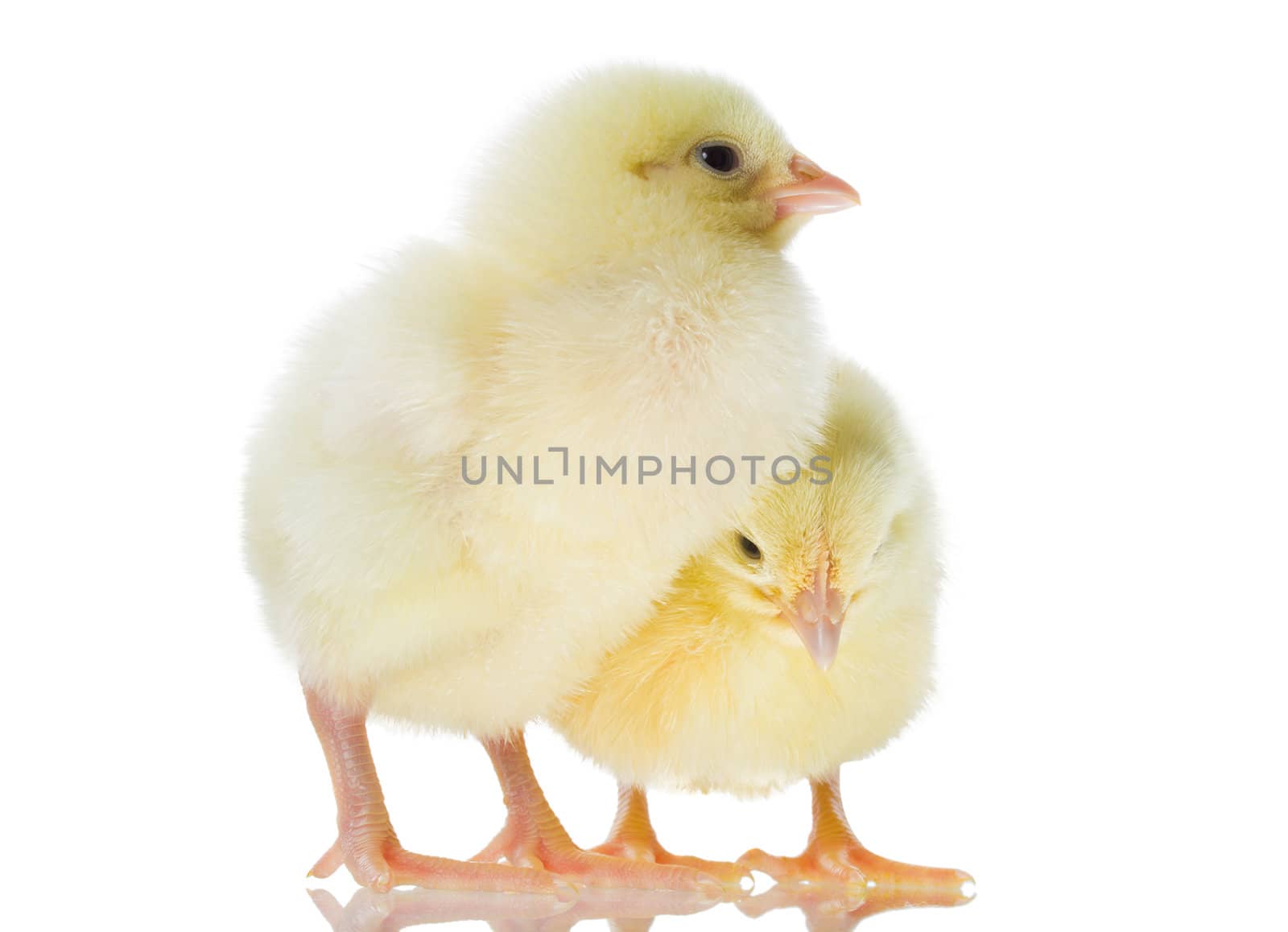 two small yellow chicks, isolated on white