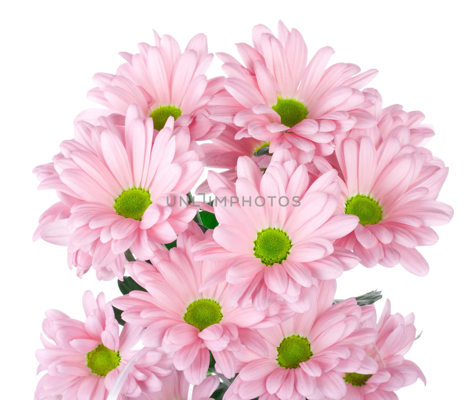 pink chrysanthemum flowers bouquet by Alekcey