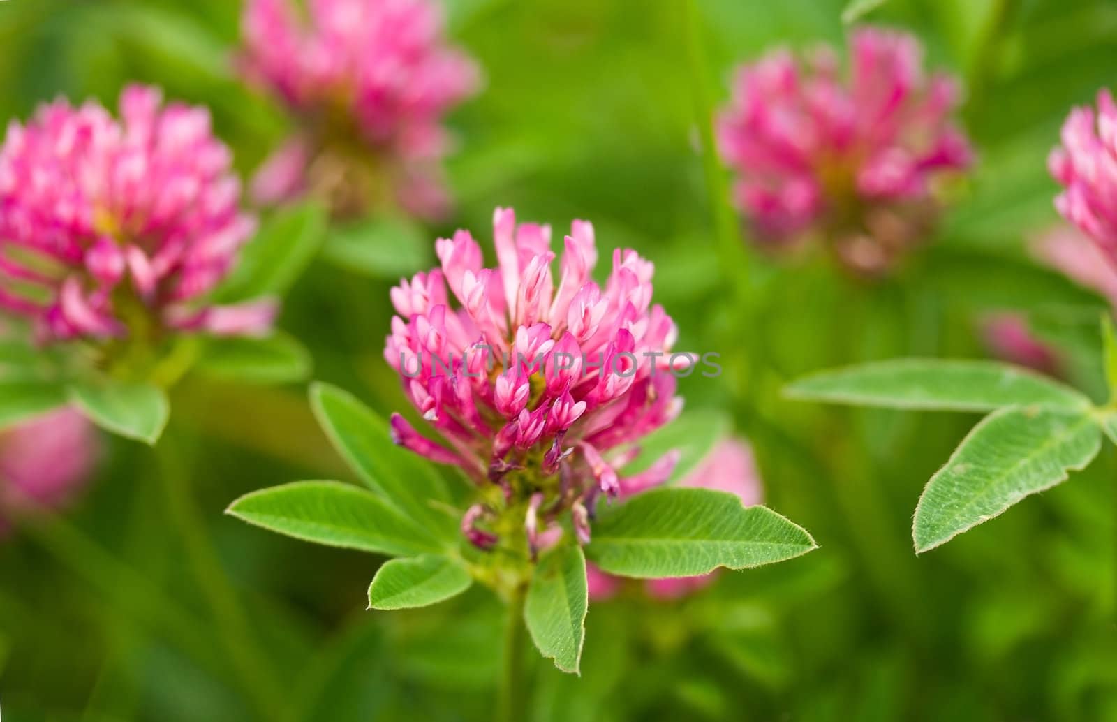close-up pink clover in field