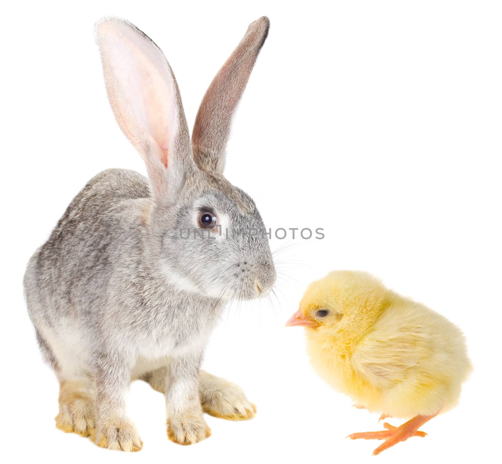 close-up rabbit and chick, isolated on white