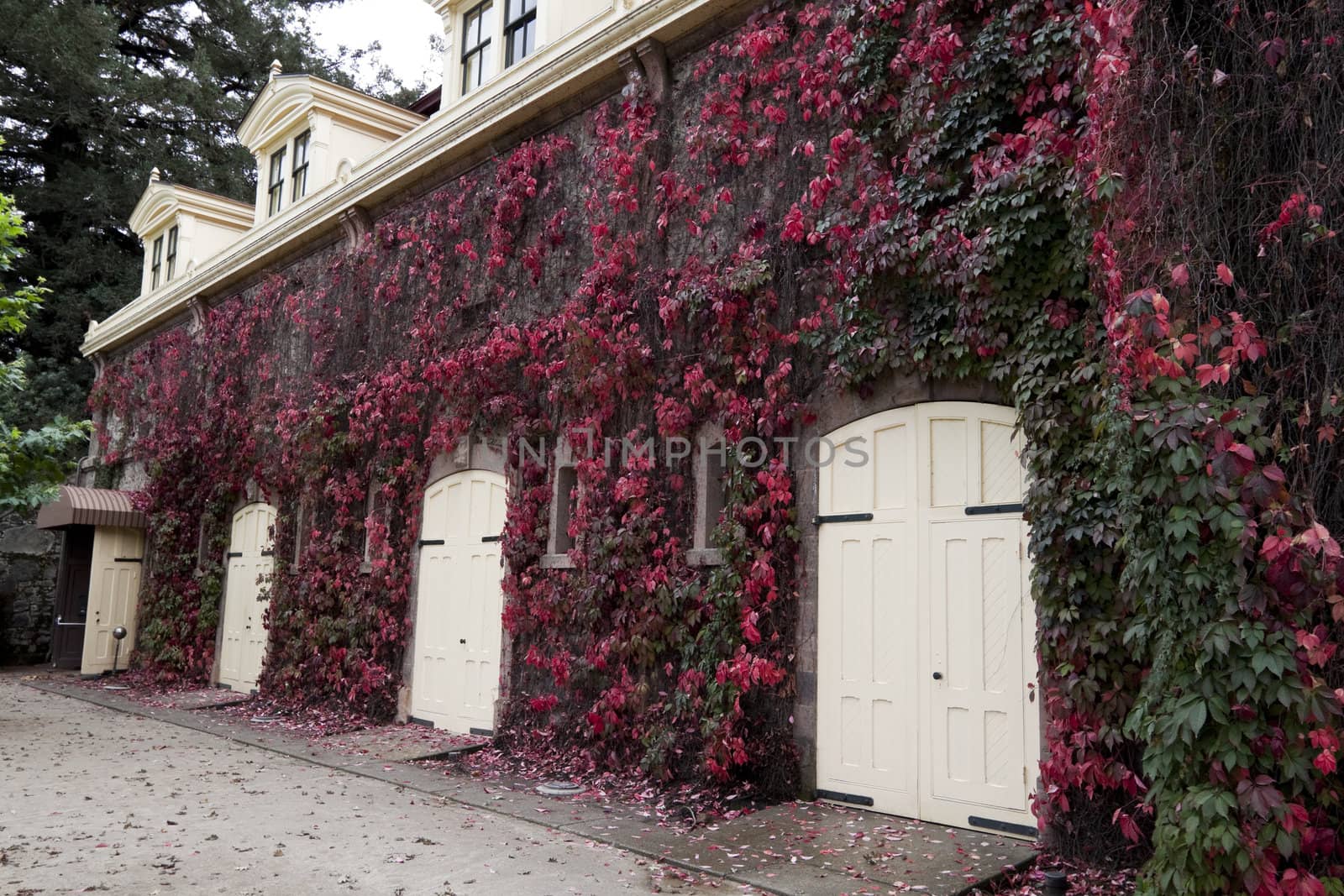 A stable with several wood doors and covered with red ivy