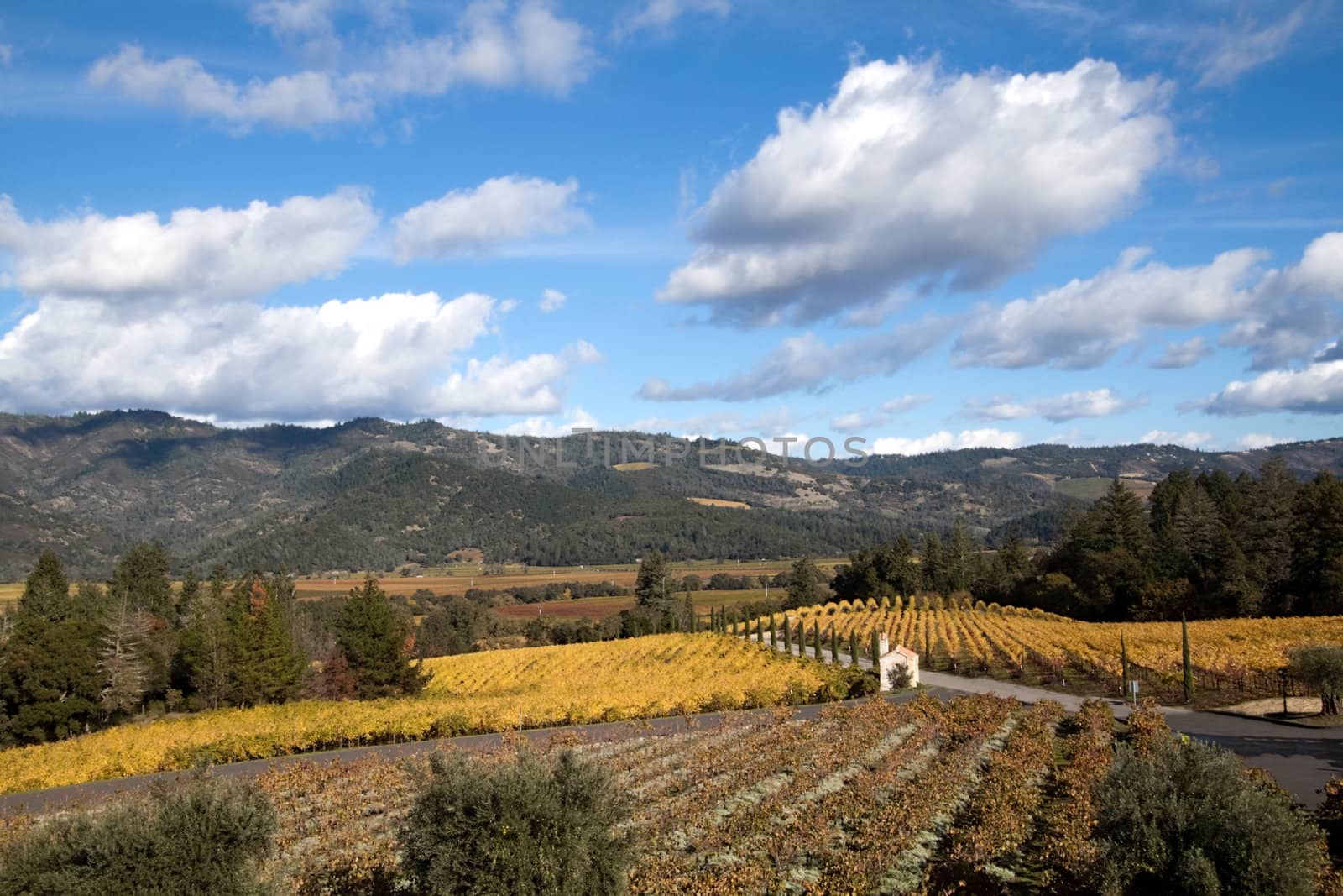 The hillsides of Napa Valley wine country