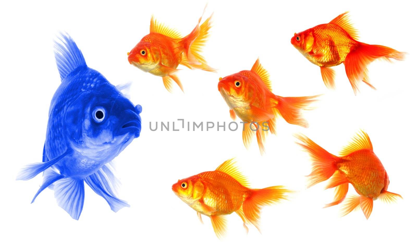 standing out of the crowd concept with individual successful goldfish