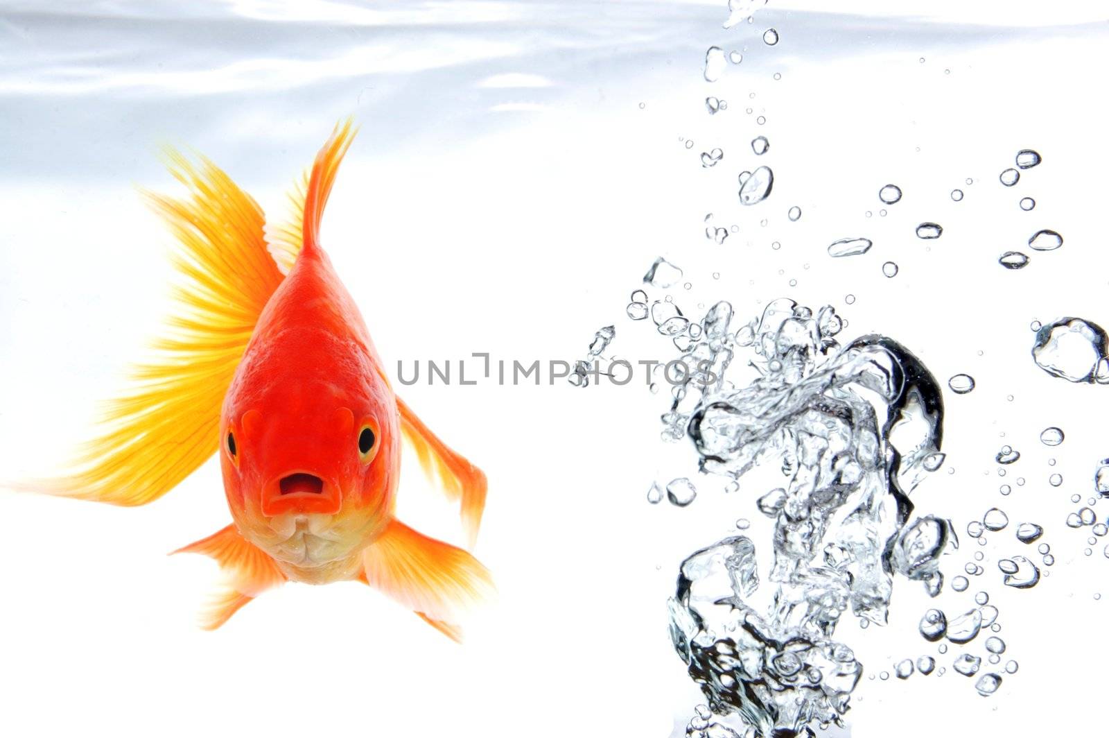 goldfish by gunnar3000