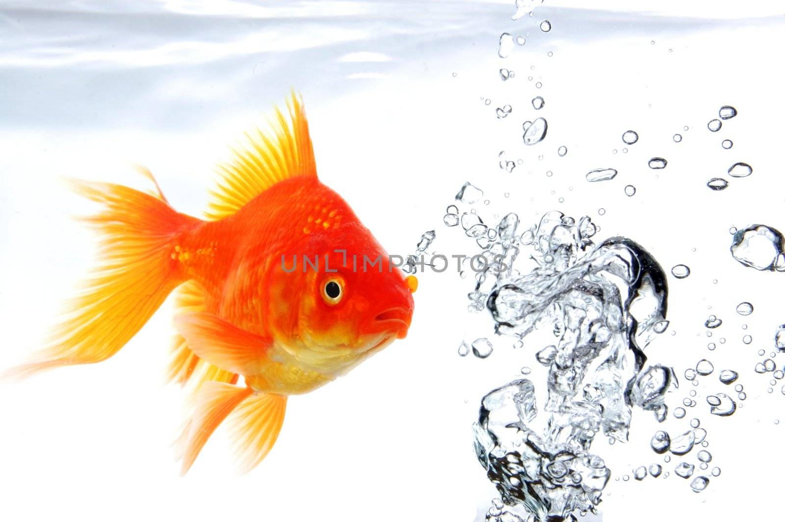 goldfish swimming in water or fishtank with air bubbles