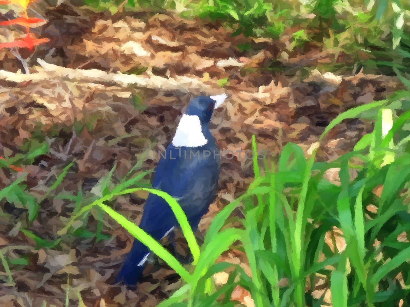 Painting of a magpie looking for food