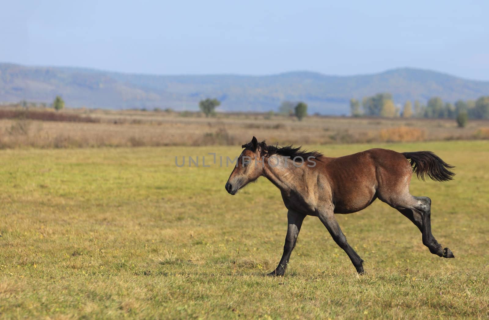 A foal running solely in an autumn field.
