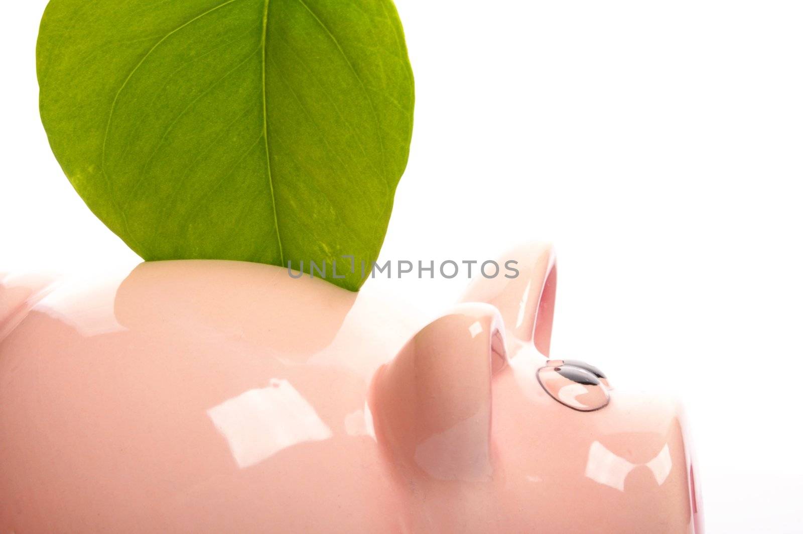 save the nature concept with piggybank an green leaf