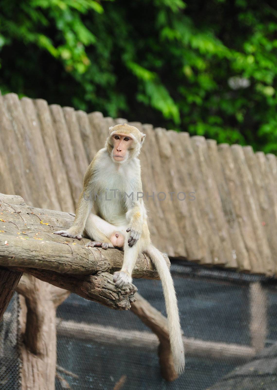 monkey in Thailand