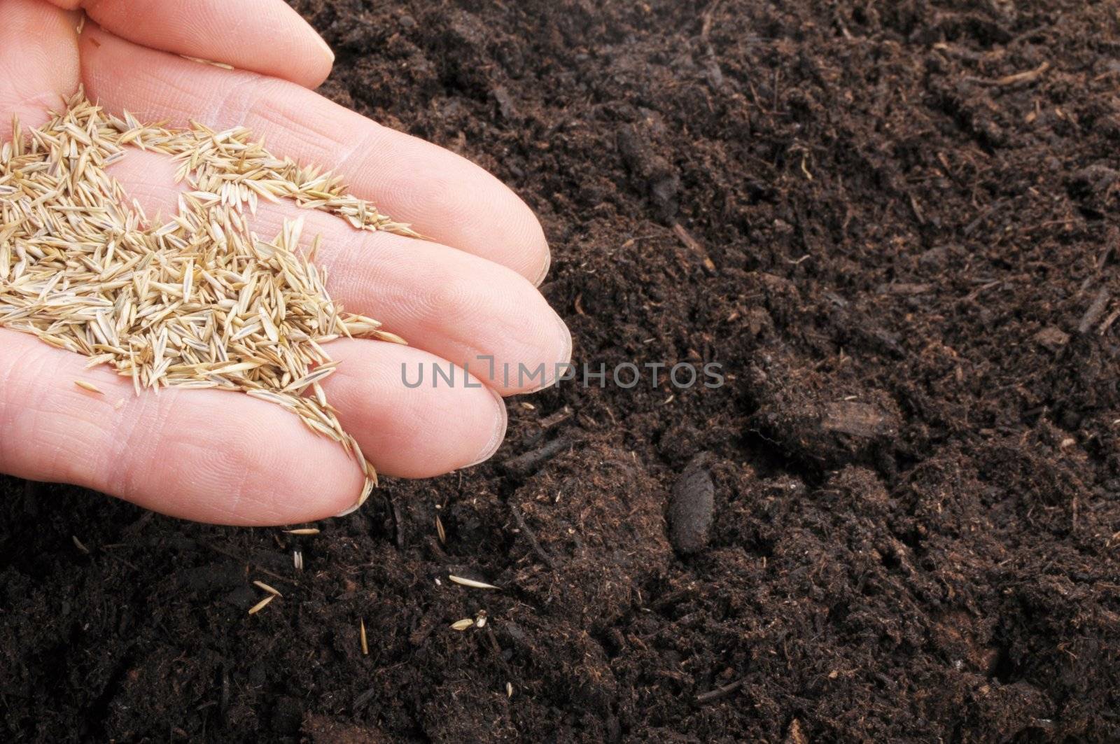 hand sowing seed by gunnar3000