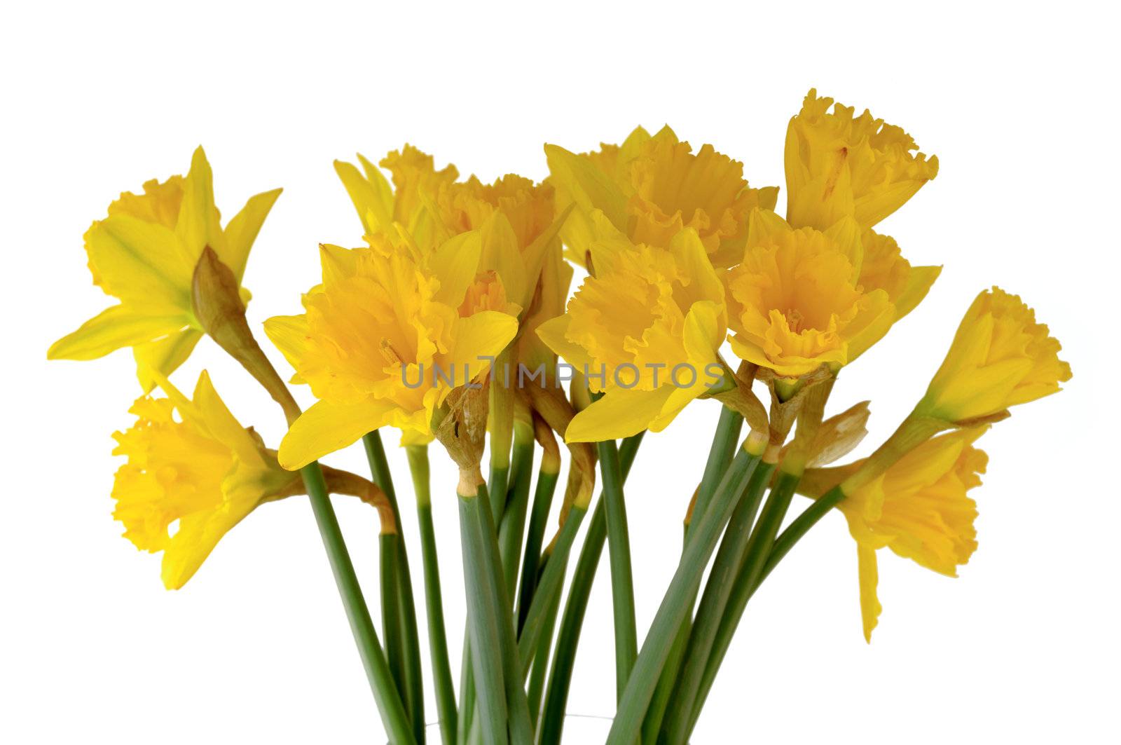 Yellow bouquet. Taken on a clean white background.