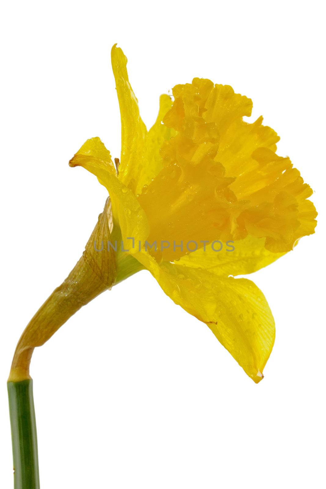 Yellow daffodil with waterdrops. On a clean white background.
