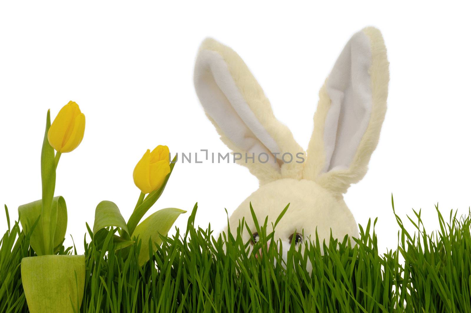 Easter bunny is playing hide and seek behind tulips and green grass.