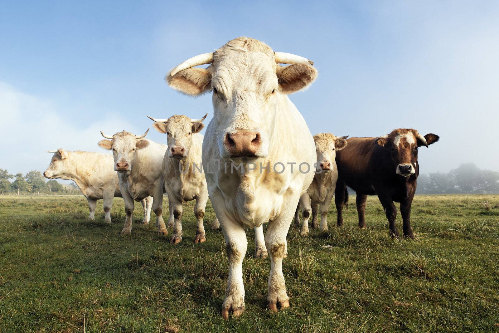cows on a farmland in France in autumn