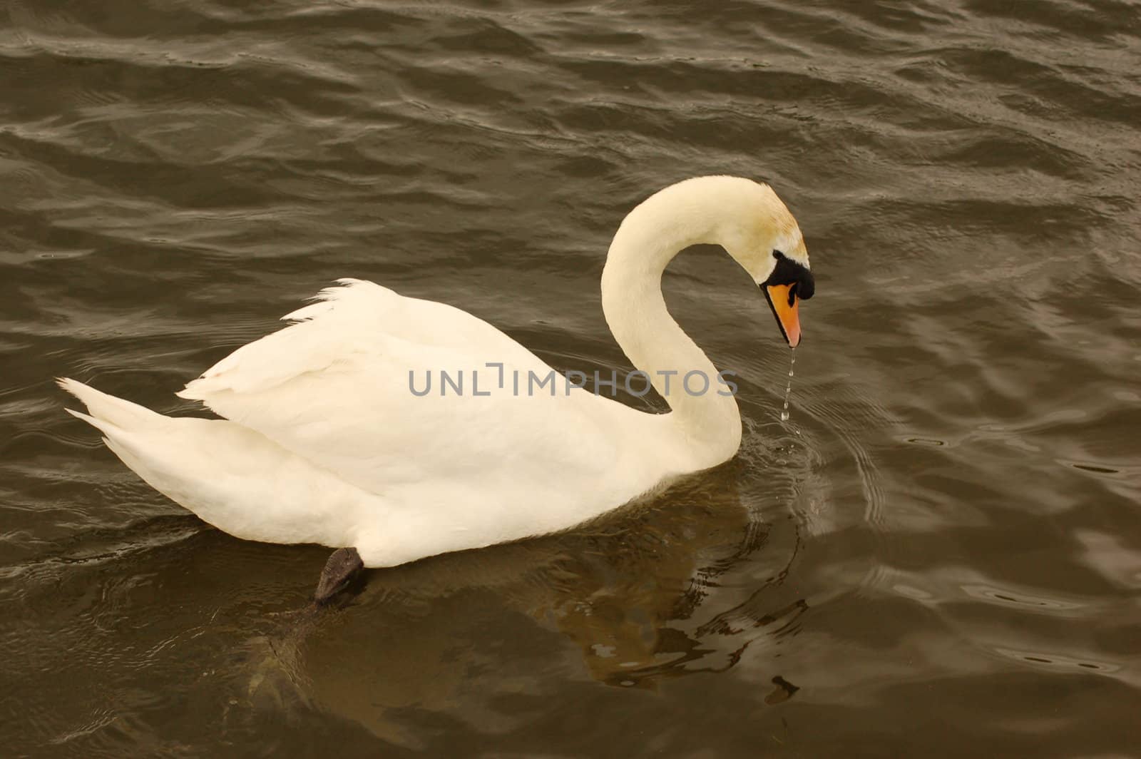 a Mute Swan swimming