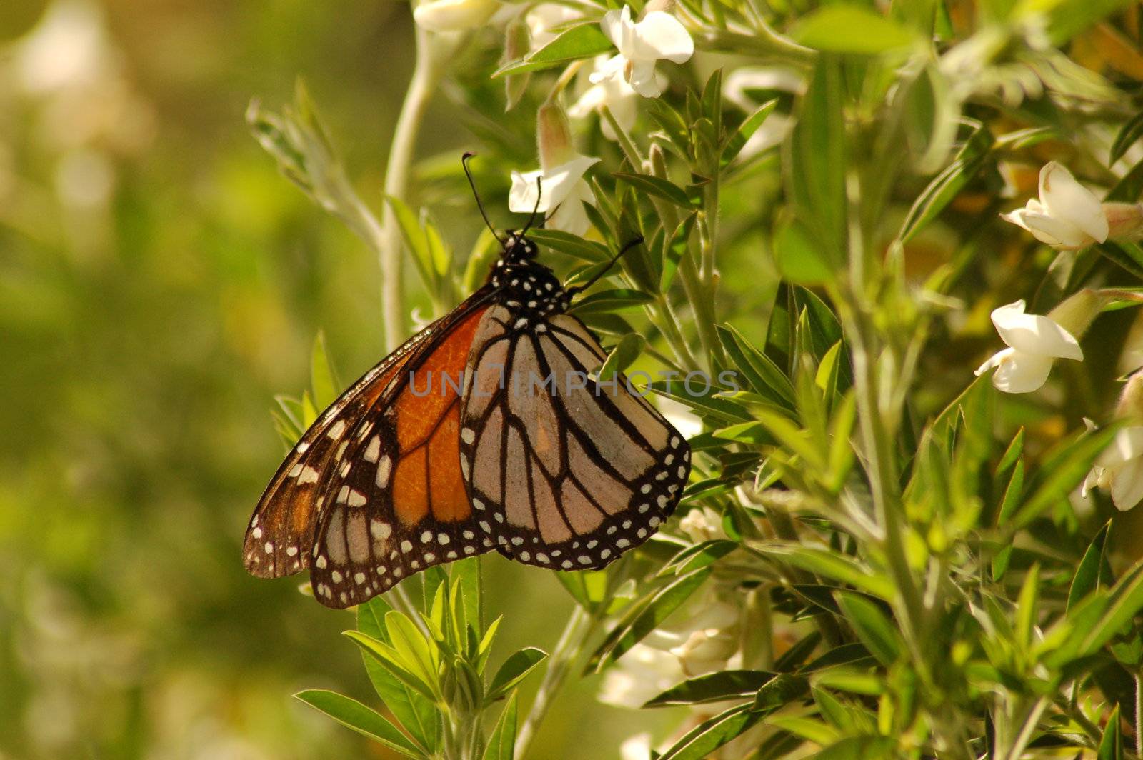 a monarch butterfly,(Danaus plexippus) tasting nectar