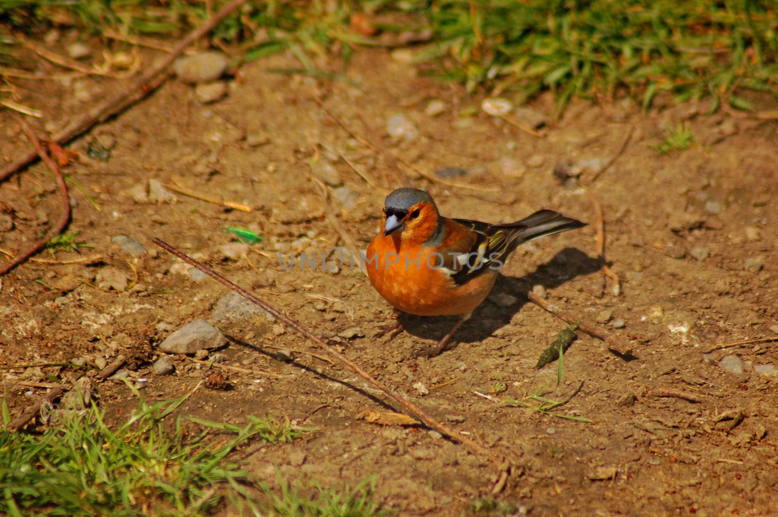 a cock chaffinch,(fringilla coelebs) on the ground