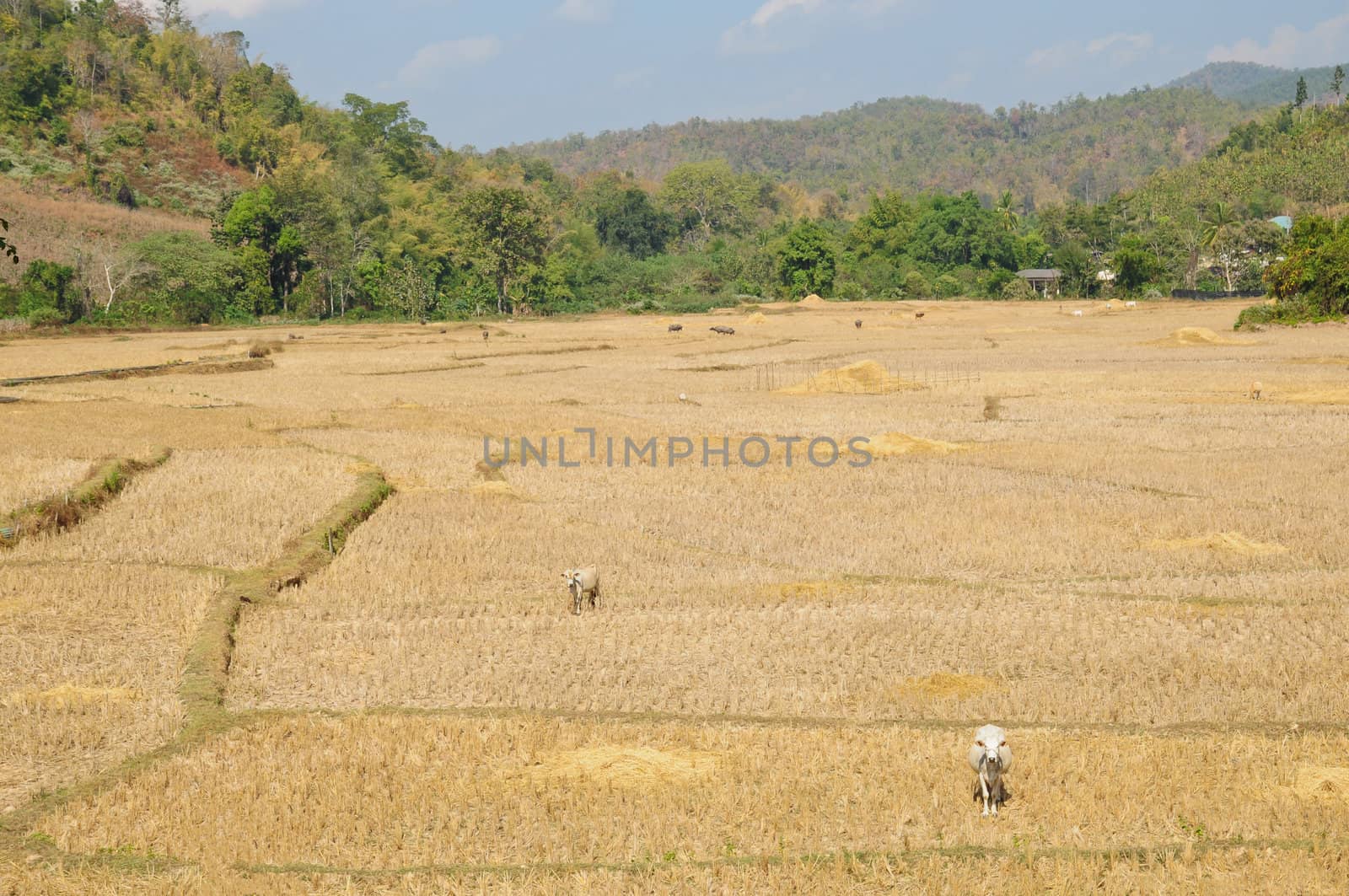 rice field in thailand