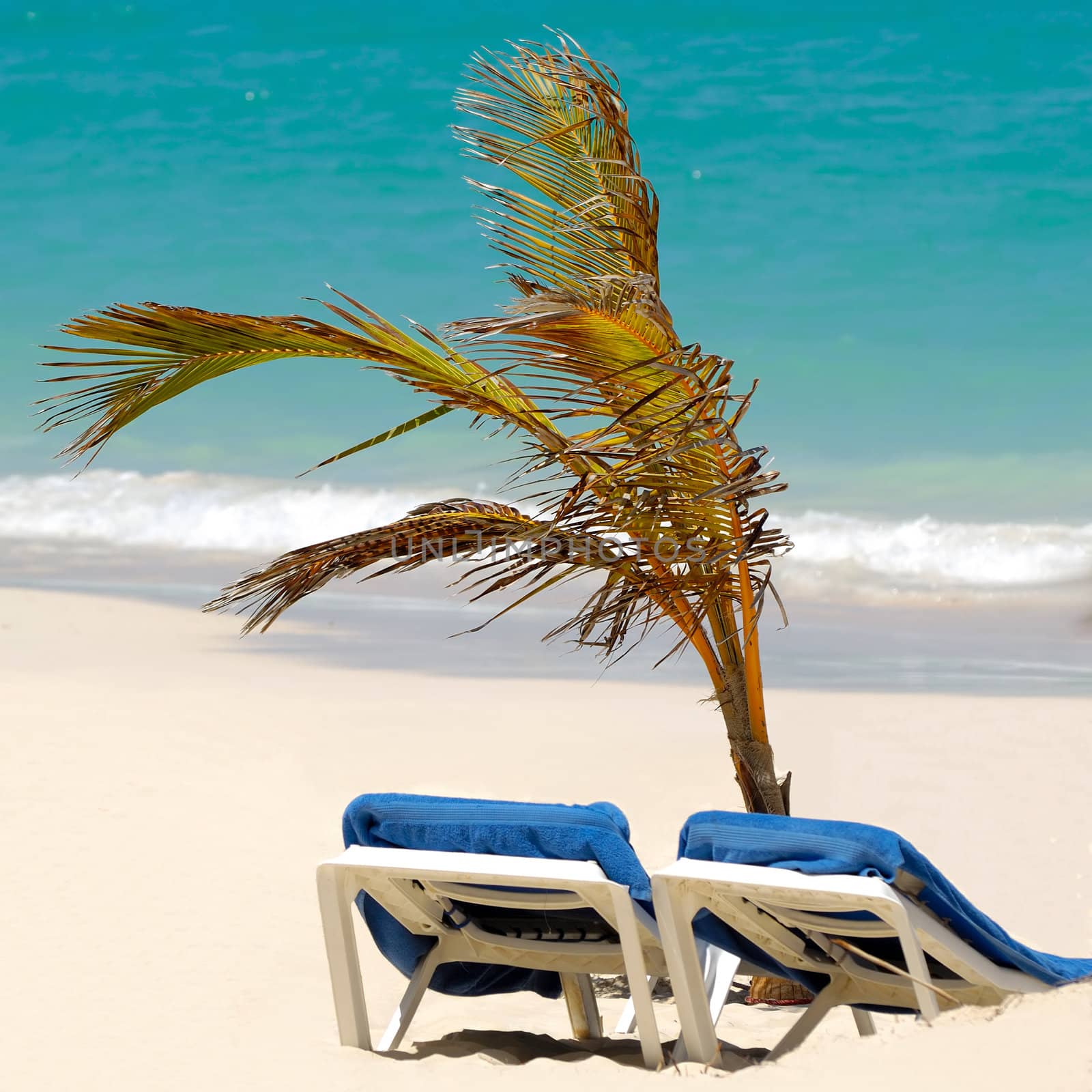 Sun lounger and palm at exotic beach by cfoto