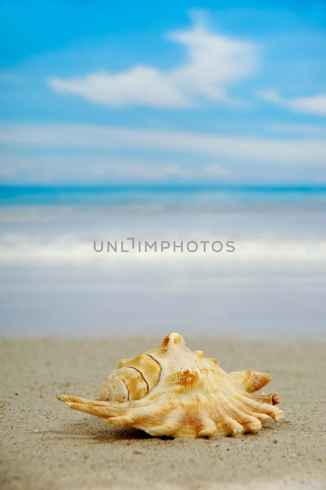 Conch on beach by cfoto