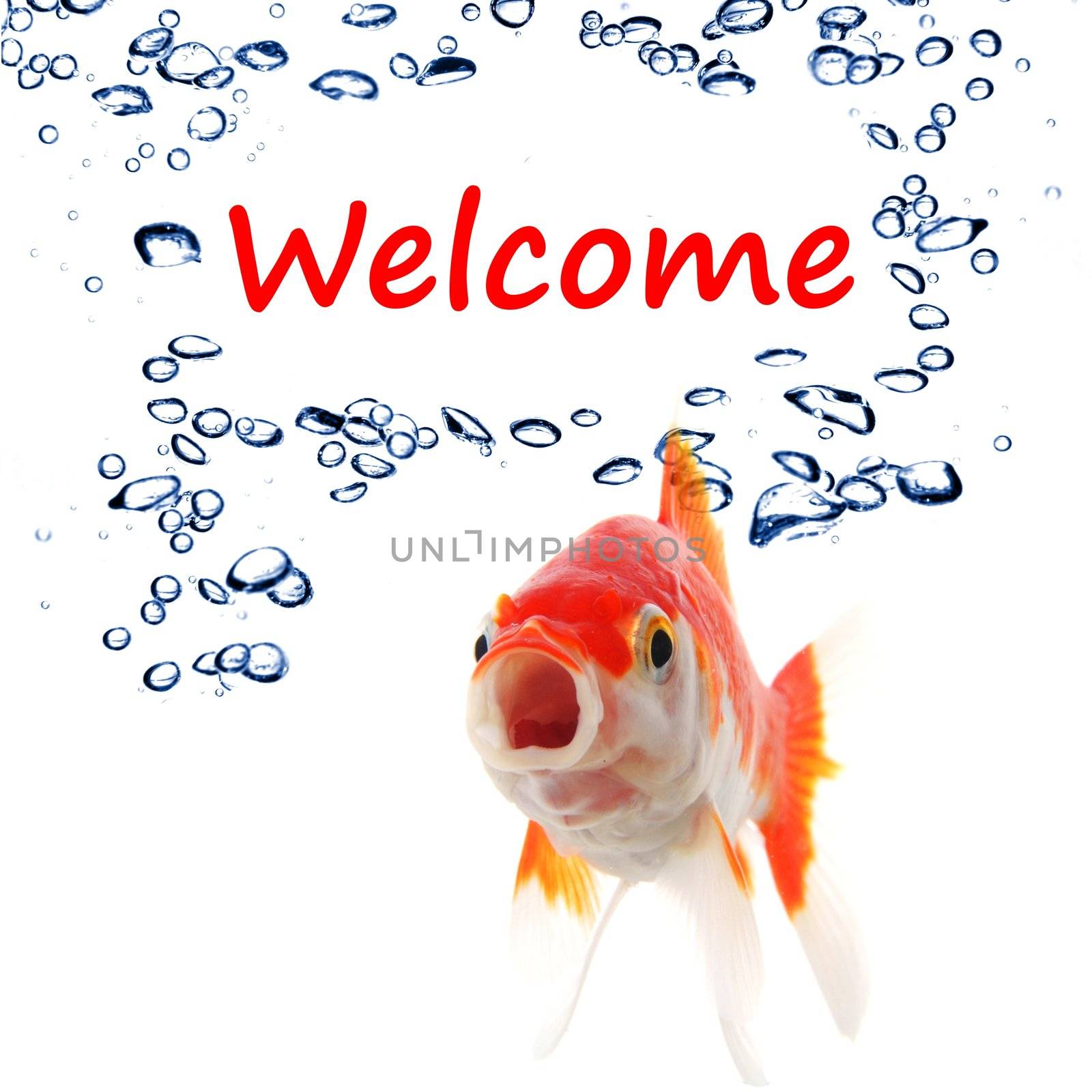 welcome concept with word and goldfish on white