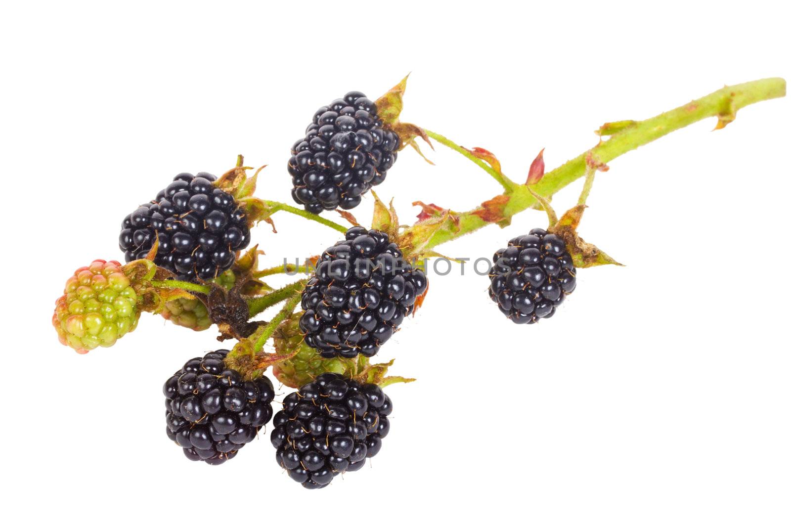 close-up blackberry branch, isolated on white