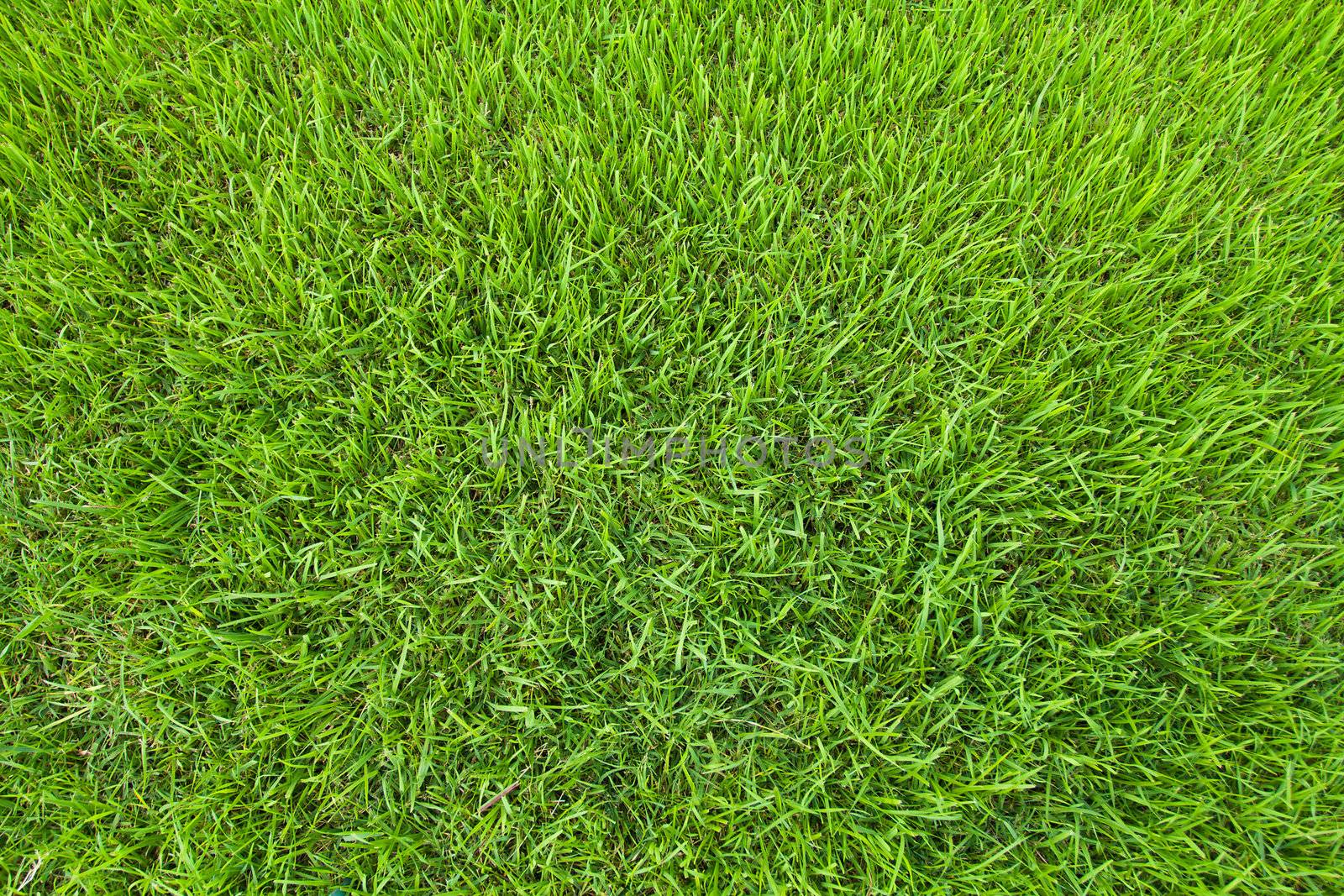 close-up green grass background