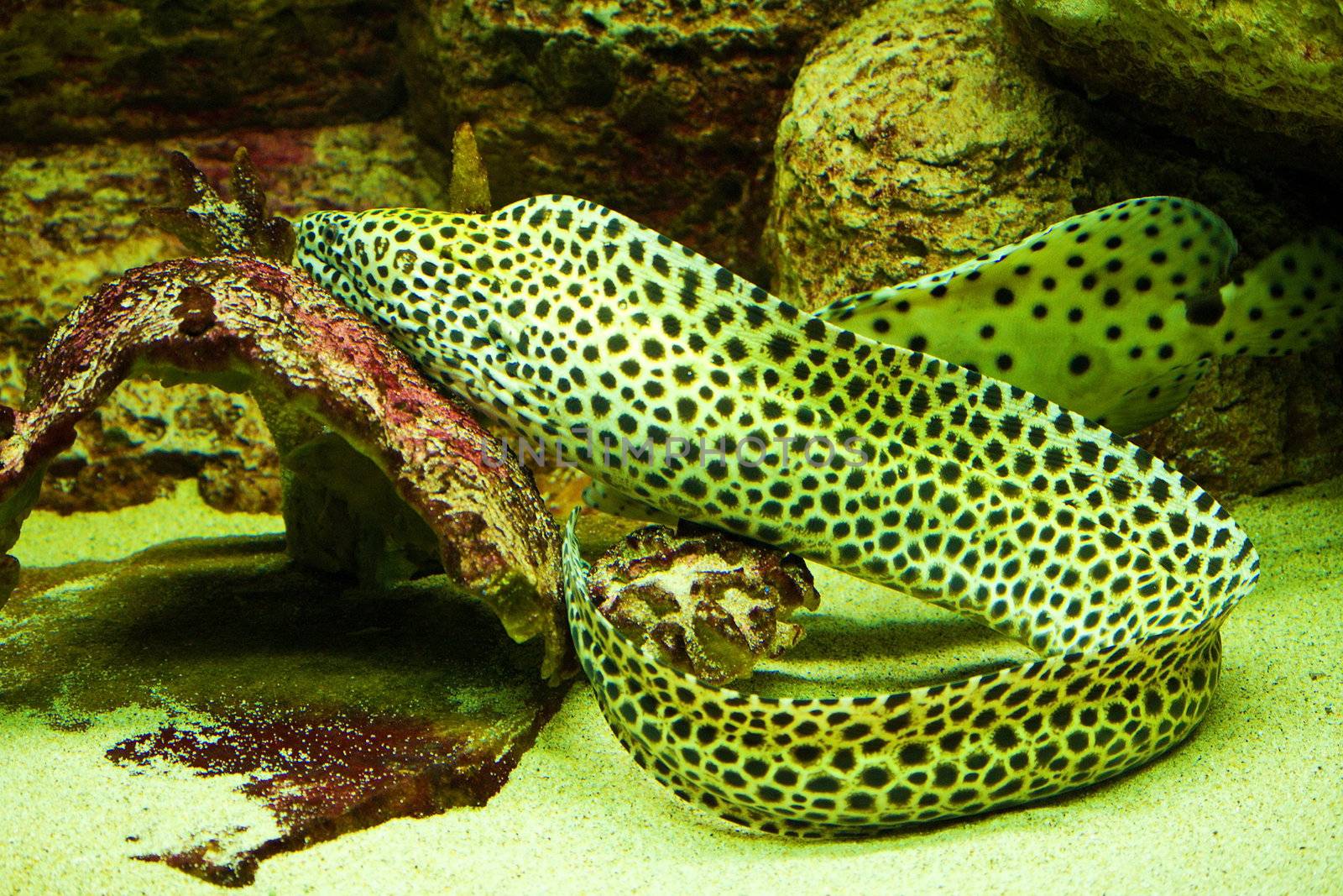 close-up moray fish swimming in water