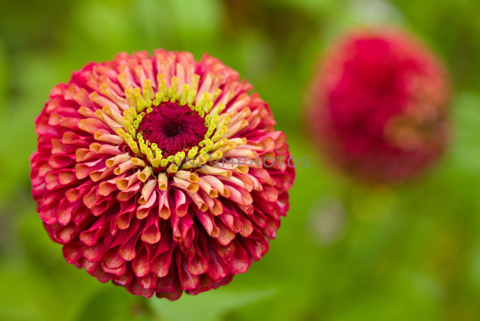 dahlia flower against green background