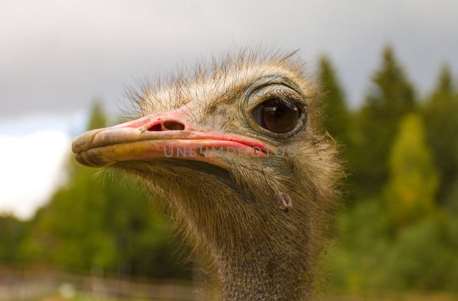 ostrich head by Alekcey