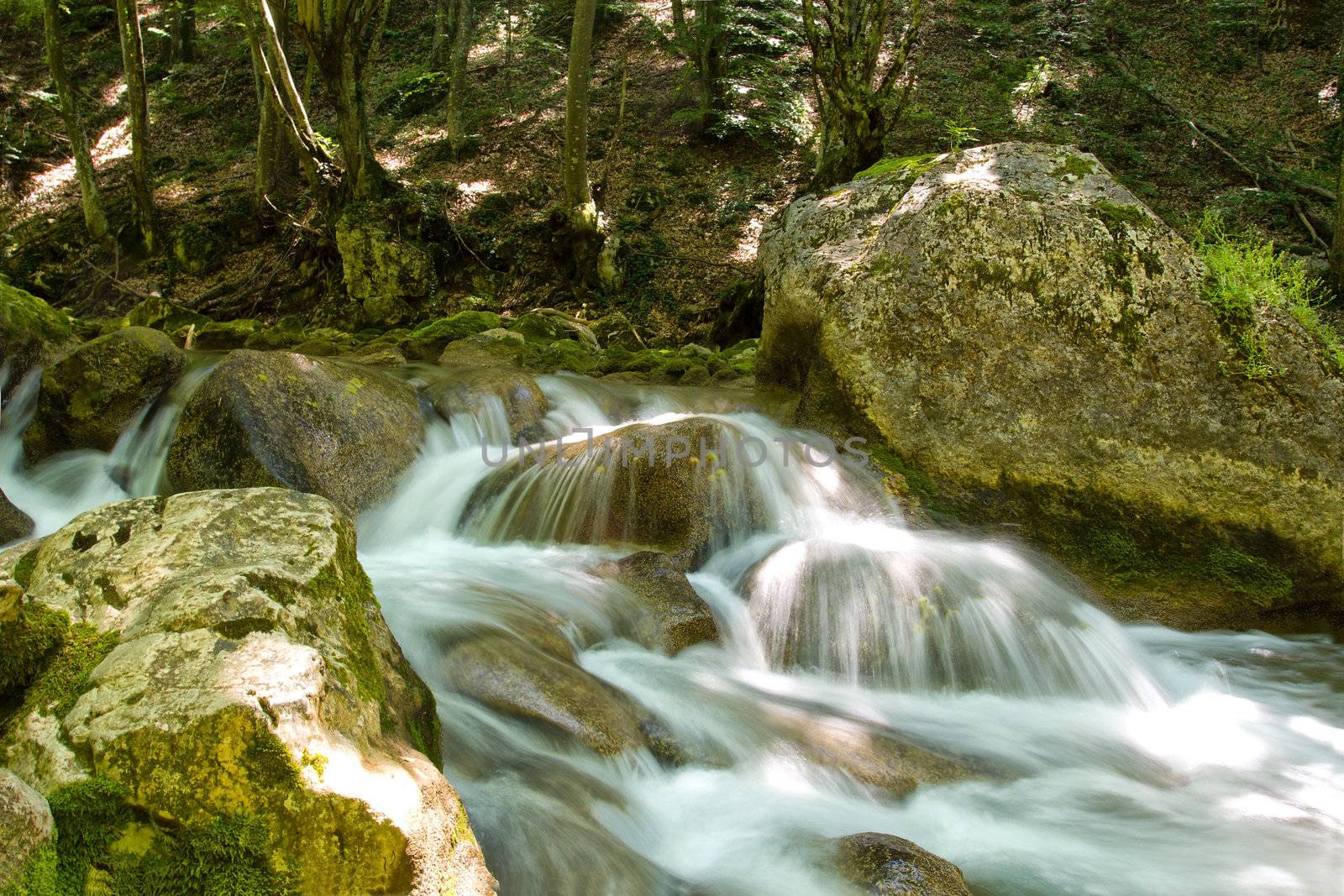 river stream in forest by Alekcey