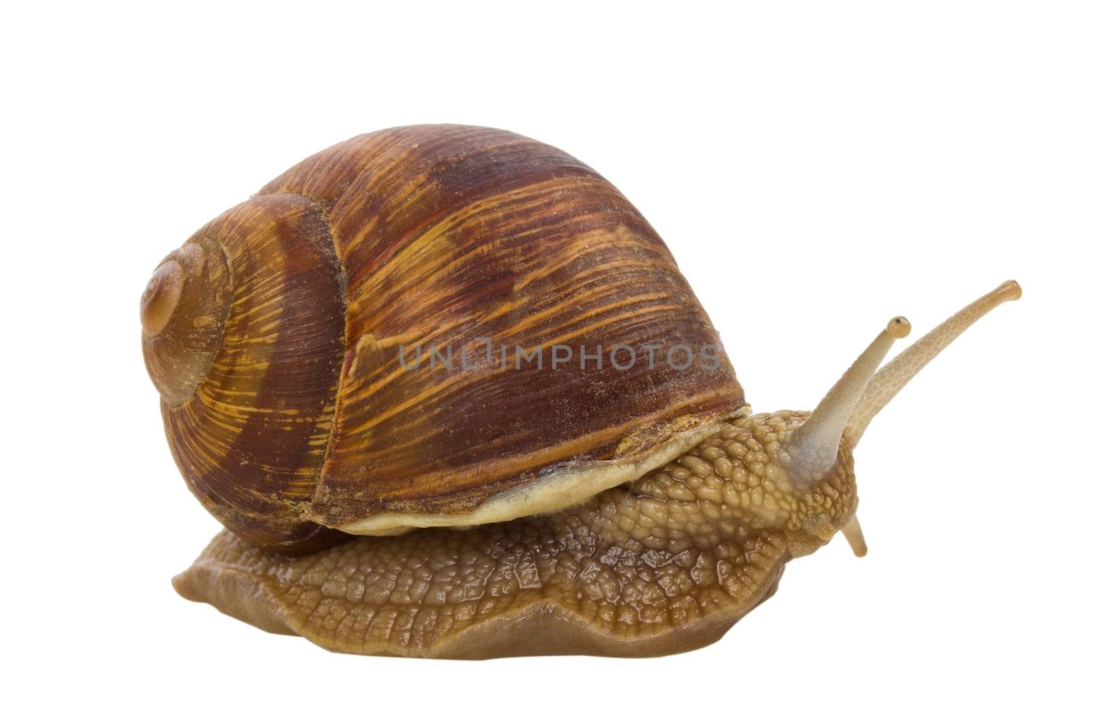 snail by Alekcey