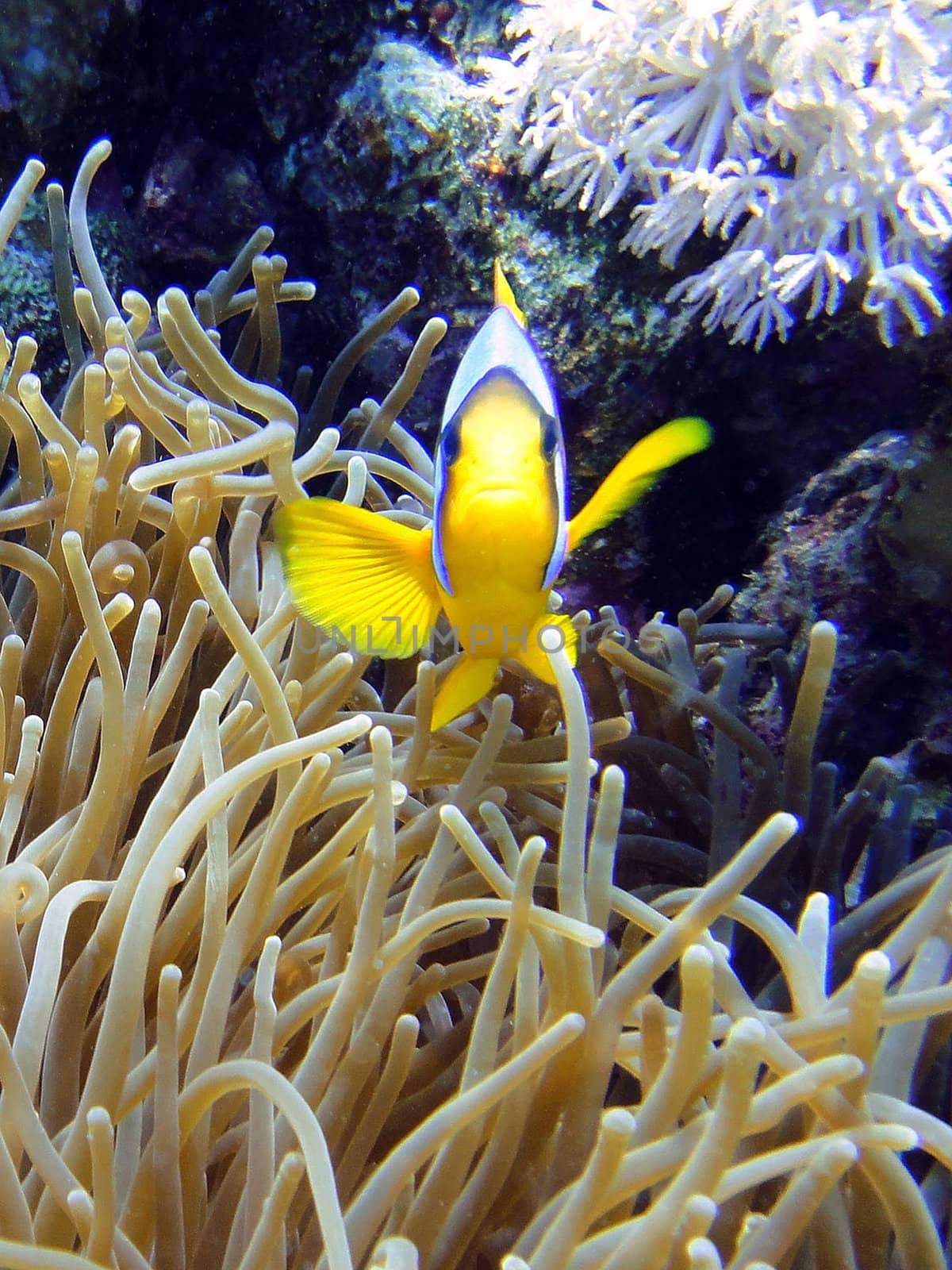 Underwater scene. Amphiprion and his anemone.
