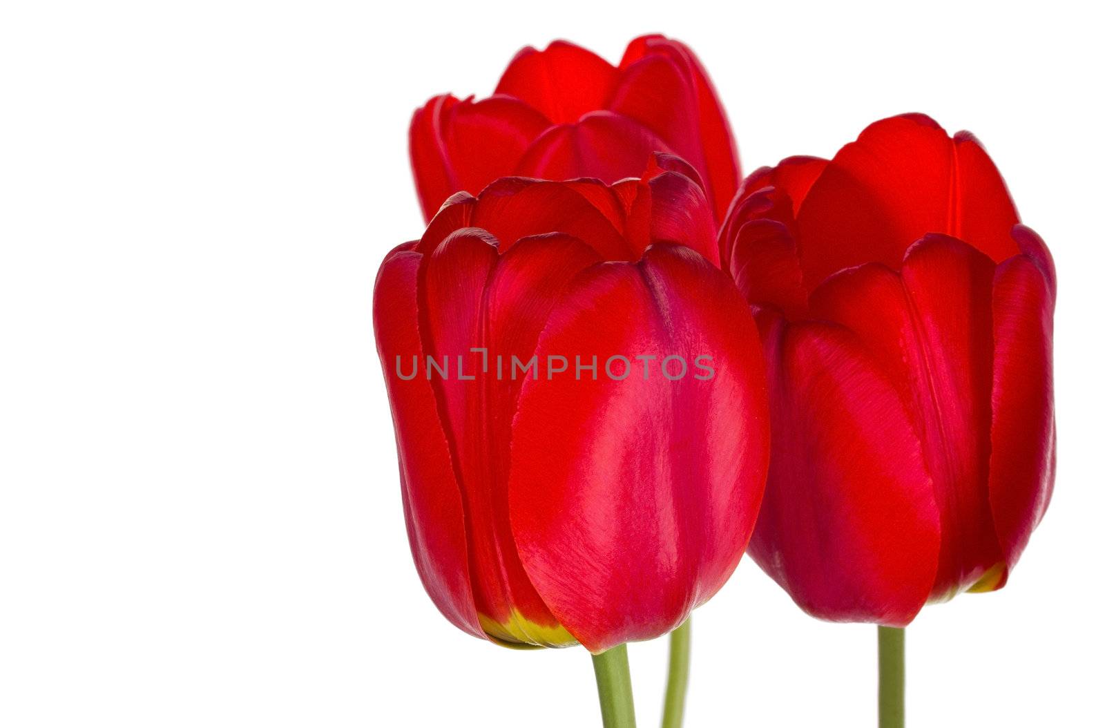three red tulips by Alekcey