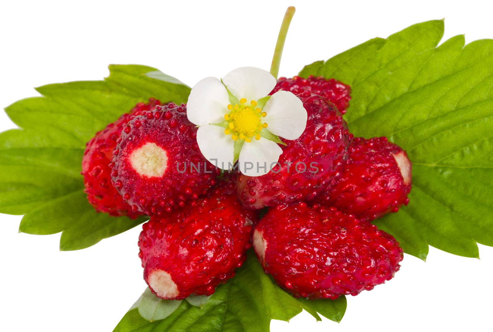 close-up wild strawberries with flower and leaves, isolated on white