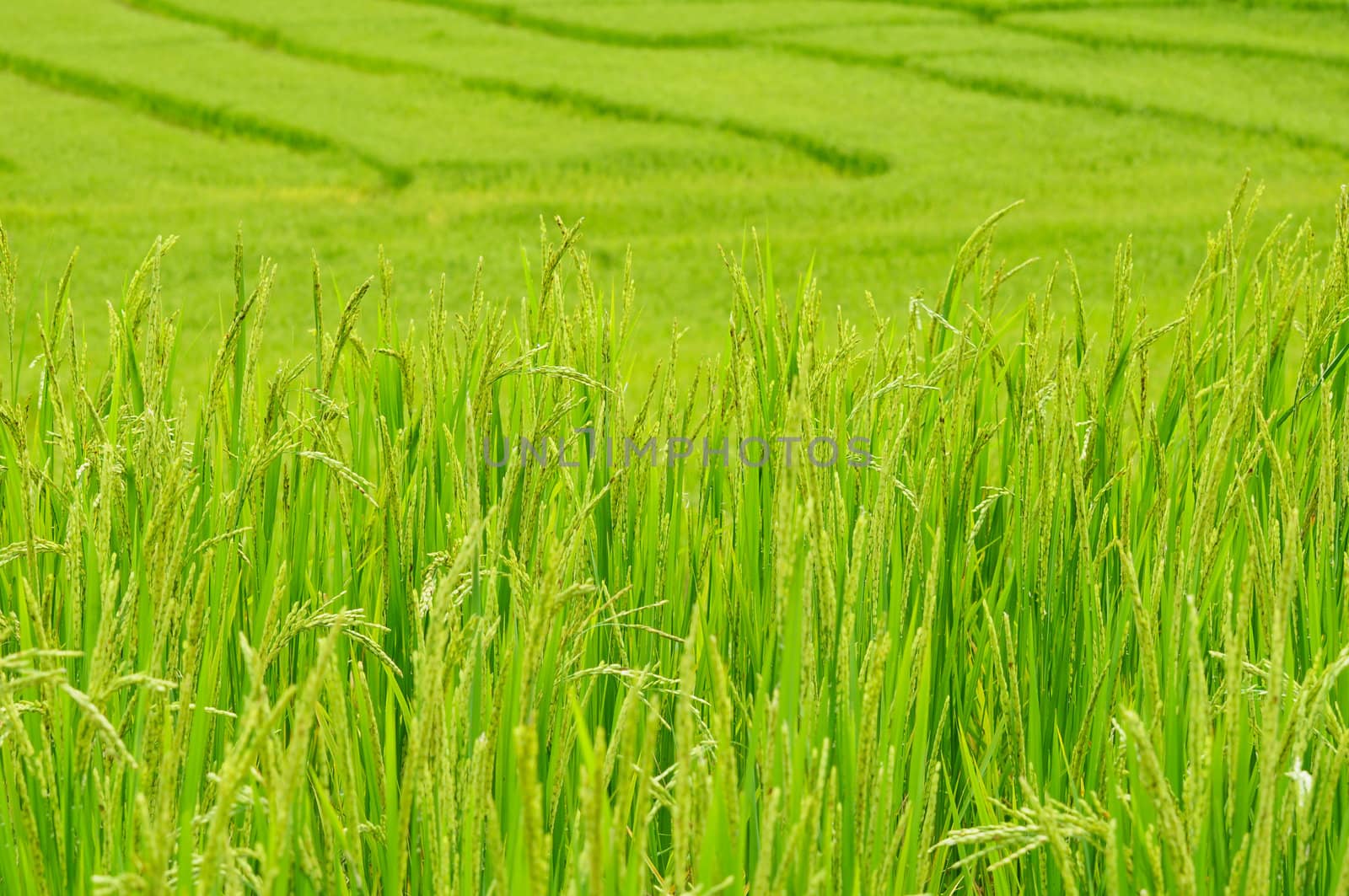 Green rice field in Thailand  by samurai