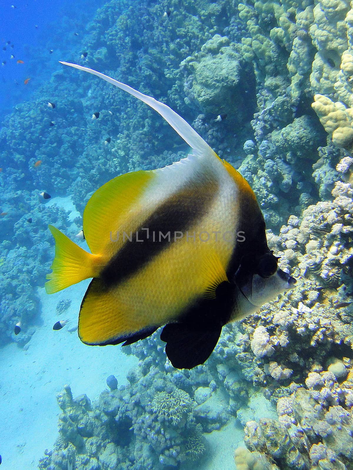 Butterfly fish by georg777