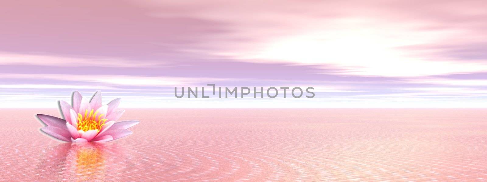 Lily flower in clear pink ocean by Elenaphotos21